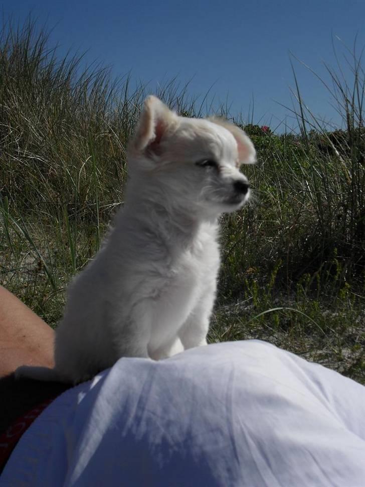 Chihuahua Kiki billede 20