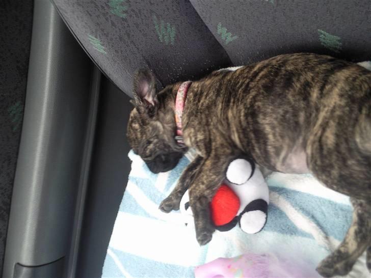 Blanding af racer tøzen - vidunderlige Prinsesse<3 billede 6