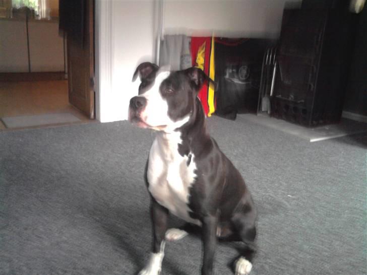 Amerikansk staffordshire terrier chili billede 6