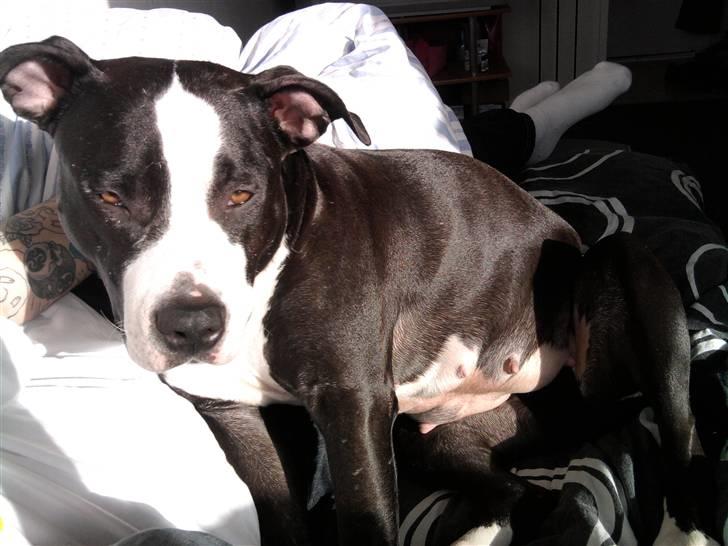 Amerikansk staffordshire terrier chili billede 7