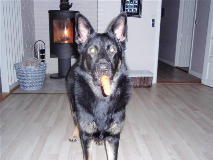 Schæferhund Charlie - Gulerod er altid lækkert.... billede 17