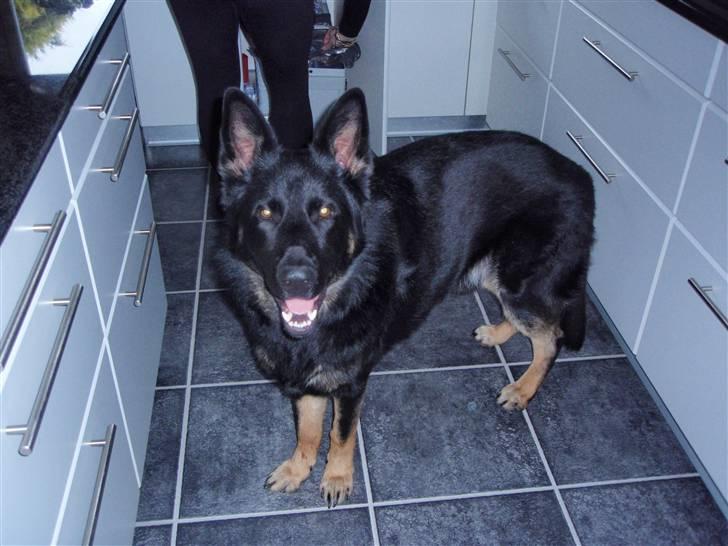 Schæferhund Charlie billede 18