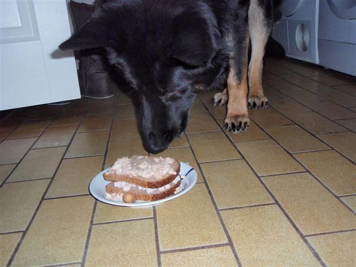 Schæferhund Charlie - mums lækker kage :-) billede 20