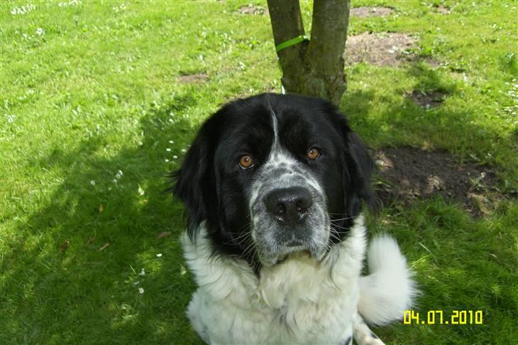 Blanding af racer Easy (Bassen!) - Er jeg ikke sød??<3 billede 7