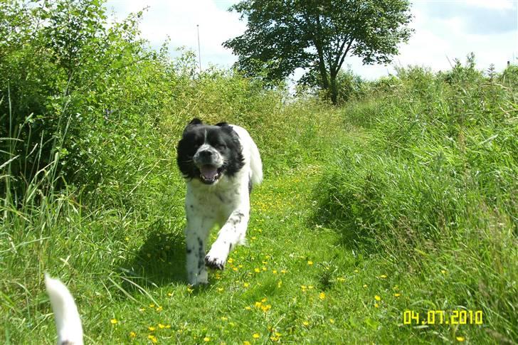 Blanding af racer Easy (Bassen!) - WAAAARH vind i andsigtet og flabrende kinder, "jeg skal fange Monti!!" billede 8