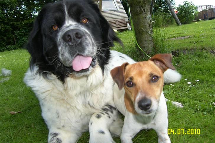 Blanding af racer Easy (Bassen!) - Her er vi så :) billede 9