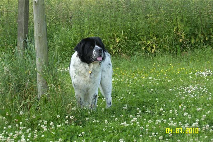 Blanding af racer Easy (Bassen!) - Smukke hund<3 billede 10