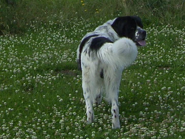 Blanding af racer Easy (Bassen!) - Når enden er god er alting godt<3 :D billede 11