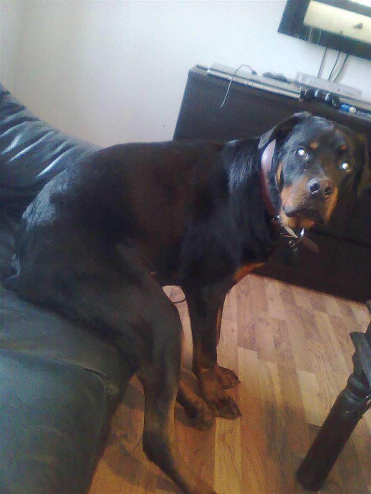 Rottweiler Max - okay at være i møblerne når poterne rører gulvet billede 15