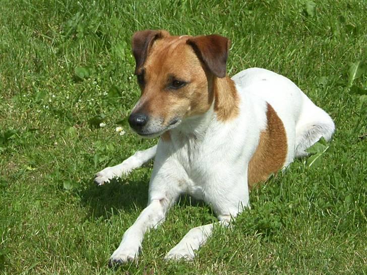 Dansk svensk gaardhund Monti<3 - sommer 2010 billede 6