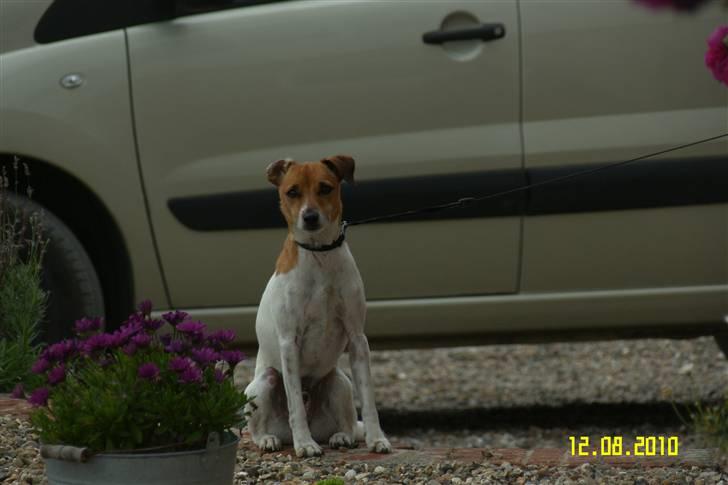 Dansk svensk gaardhund Monti<3 - sommer 2011 billede 7