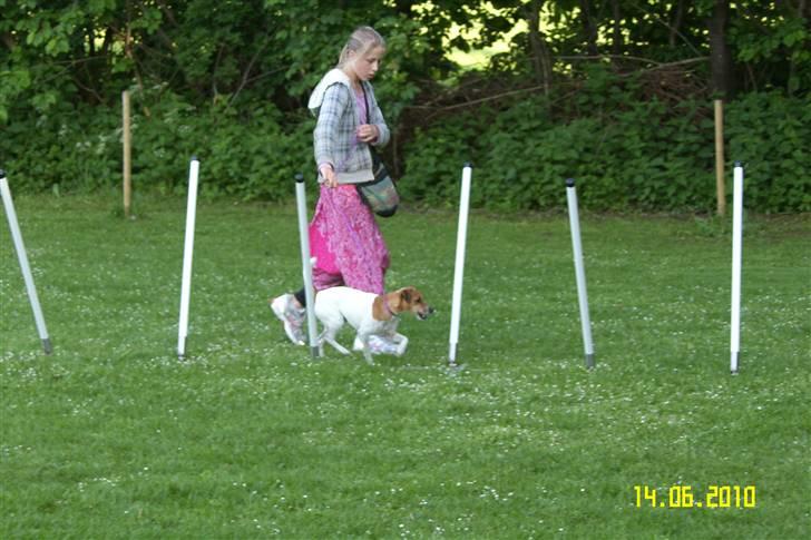 Dansk svensk gaardhund Monti<3 - her er vi til agility, vi går slalum sådan nogle der kan vippes ned for vi er ikke så gode til slalom endu :) Gammelt billede 8
