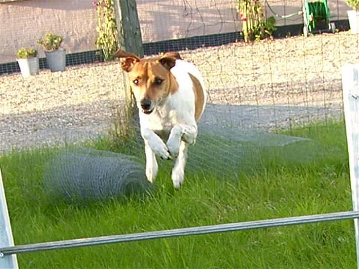 Dansk svensk gaardhund Monti<3 - Springer.. det er han "ekspert" i ;) billede 9