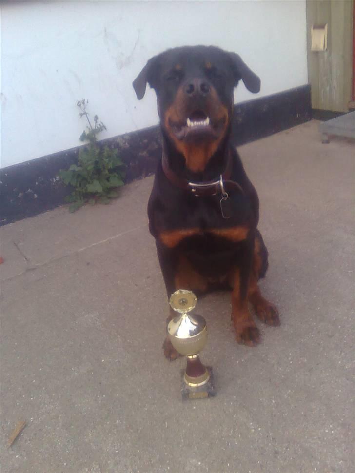 Rottweiler Max - min første pokal(guld) DCH frederikshavn hvalpehold billede 16