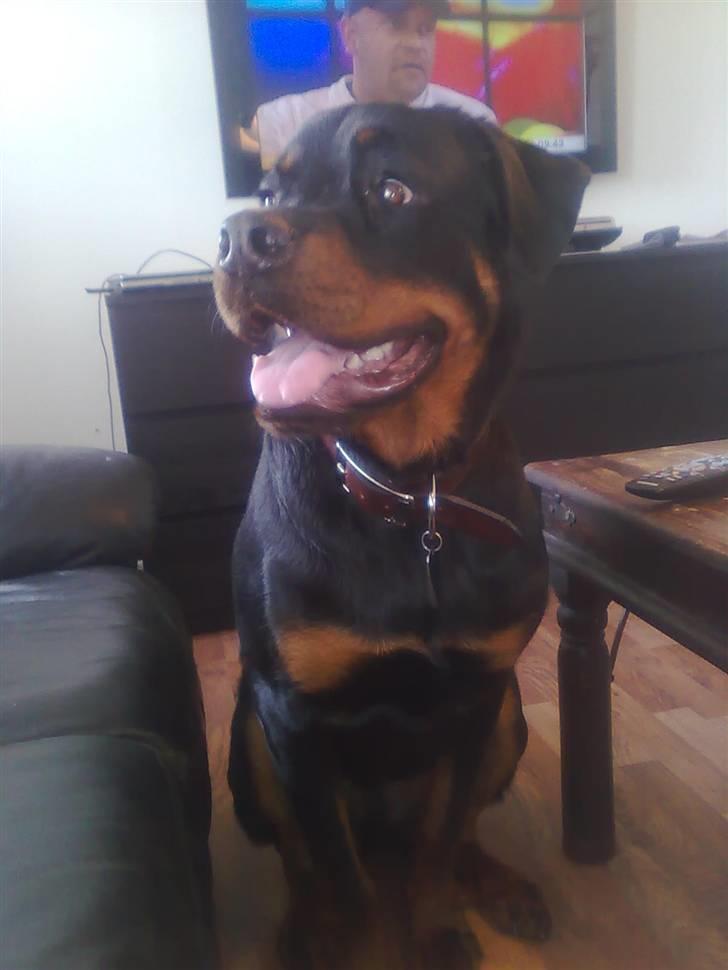 Rottweiler Max billede 17