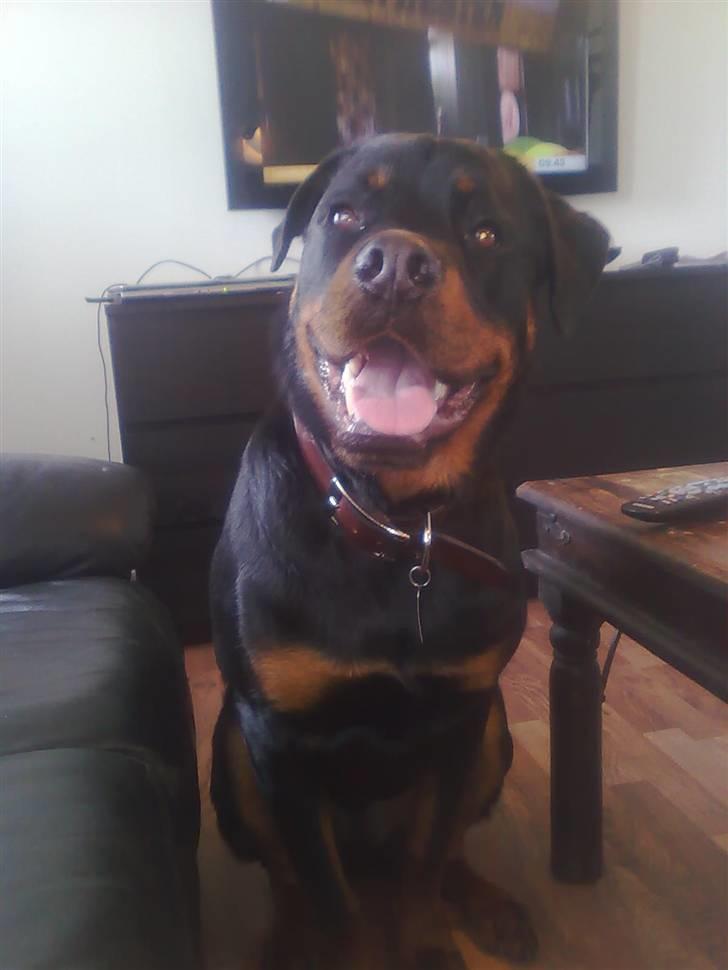 Rottweiler Max billede 18