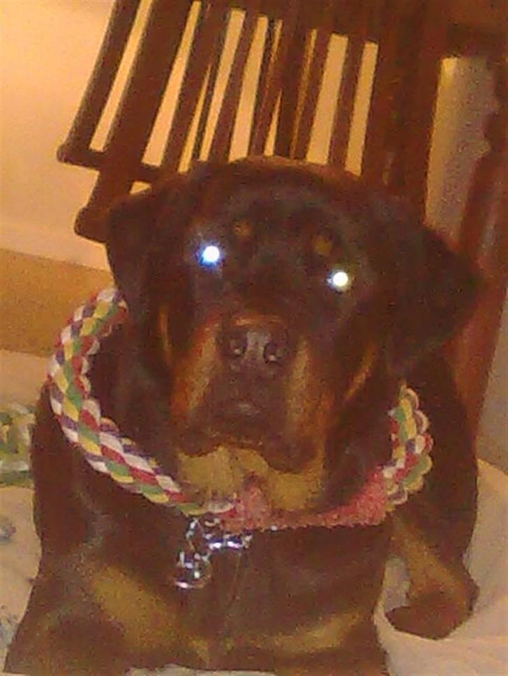 Rottweiler Max - et halsbånd der holder, hehe billede 19