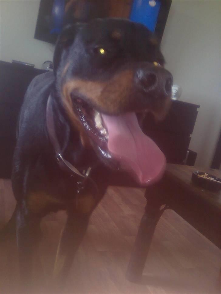 Rottweiler Max - varmt billede 20