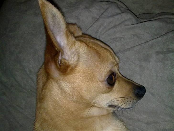 Chihuahua Chiki *<3 RIP baby <3* - Chiki billede 8