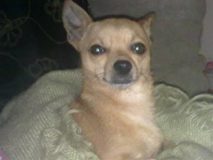 Chihuahua Chiki *<3 RIP baby <3* - Var det mig du kaldte på??? :D billede 9