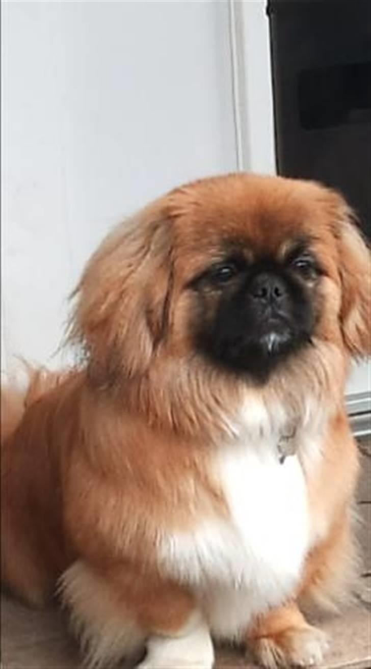 Pekingeser Pjævse - himmelhund  - Pjævses første dag i sit nye hjem billede 11