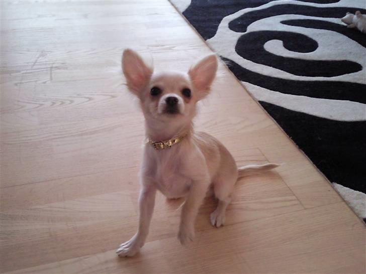 Chihuahua Fnuggi - Fnuggi billede 1