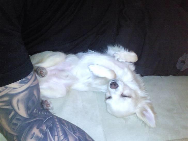 Chihuahua Fnuggi - mmmmm,  jeg har det nu dejligt! :0) billede 2