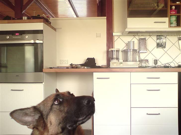 Schæferhund Bella - er hun ikke nusser billede 9