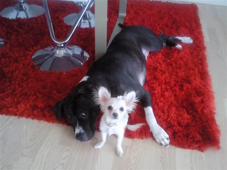 Chihuahua Fnuggi - Jeg pas på min ven, Thyson! billede 3