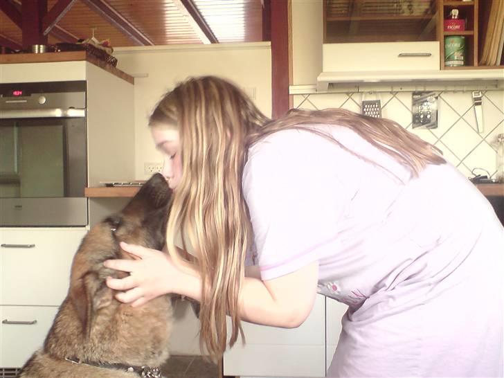 Schæferhund Bella - møs møs!! billede 10