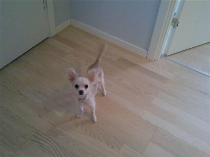 Chihuahua Fnuggi billede 4