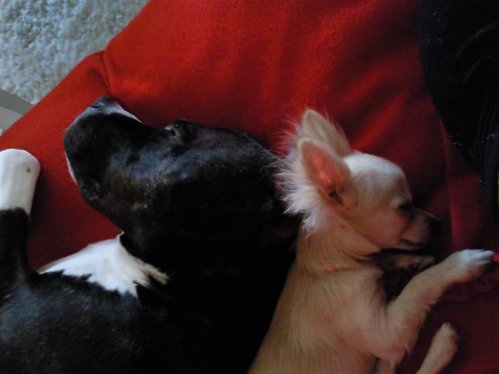 Chihuahua Fnuggi - vi tager os lige en lille lur..... billede 5