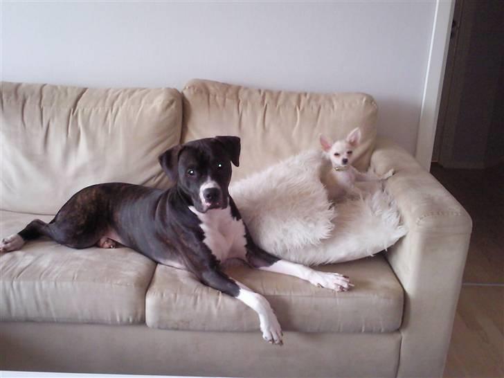 Chihuahua Fnuggi billede 6