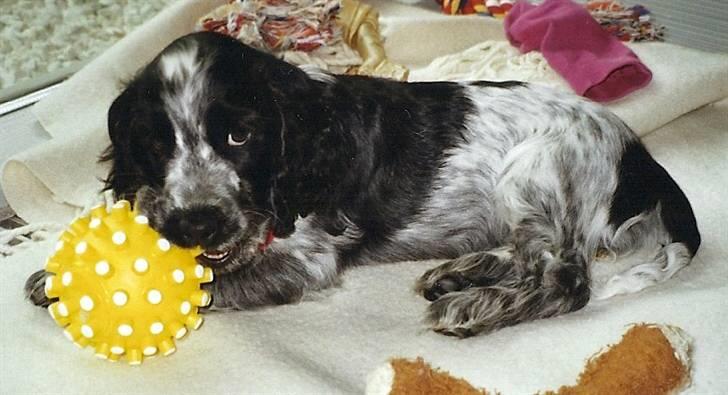 Cocker spaniel Chanel billede 18