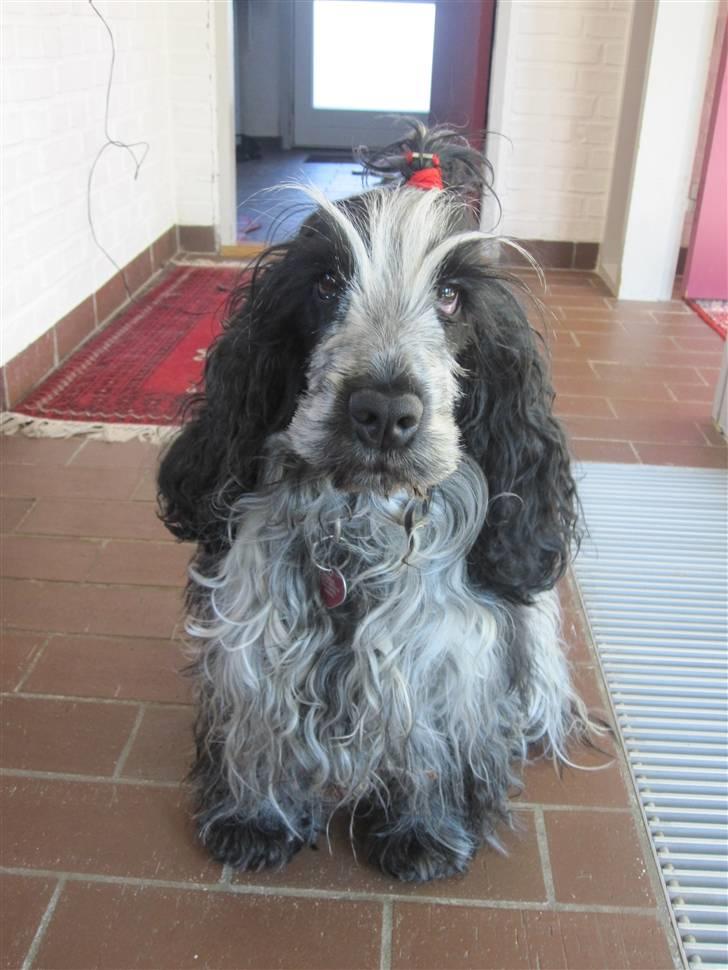 Cocker spaniel Chanel billede 19