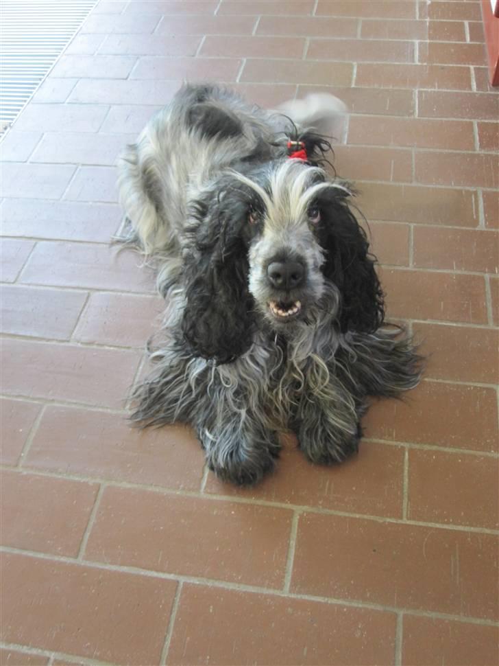 Cocker spaniel Chanel billede 20