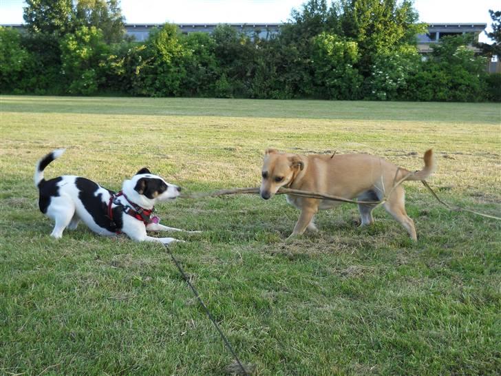 Blanding af racer Frida billede 15