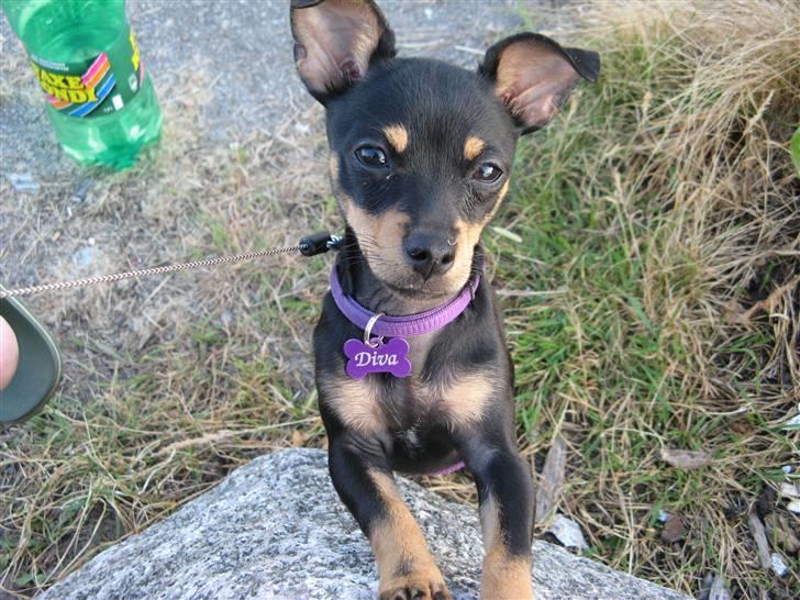 Blanding af racer <3 Diva <3 billede 1