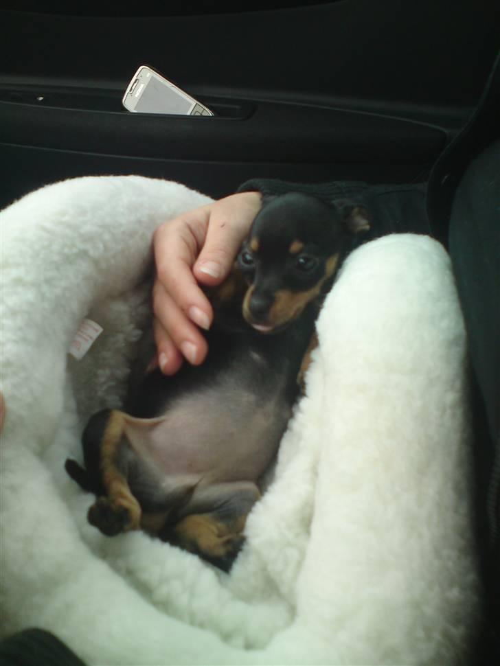 Blanding af racer <3 Diva <3 billede 2