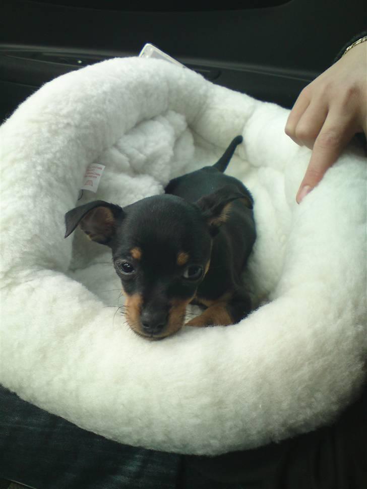 Blanding af racer <3 Diva <3 billede 3