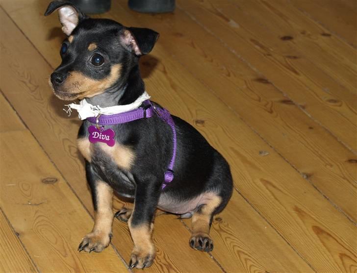 Blanding af racer <3 Diva <3 billede 4