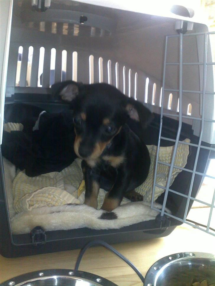 Blanding af racer <3 Diva <3 billede 5