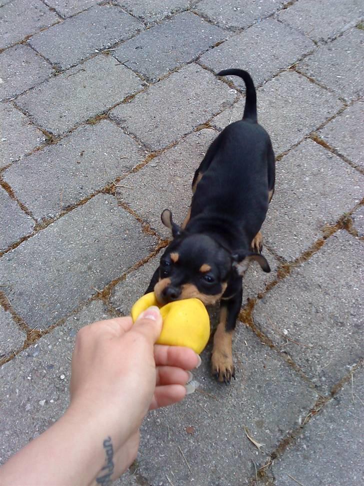 Blanding af racer <3 Diva <3 billede 6