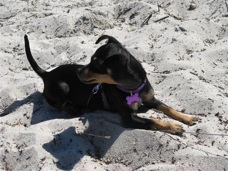 Blanding af racer <3 Diva <3 billede 7