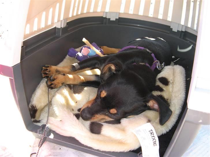 Blanding af racer <3 Diva <3 billede 8