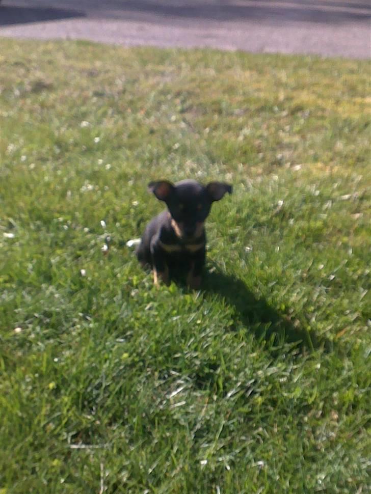 Blanding af racer <3 Diva <3 billede 9