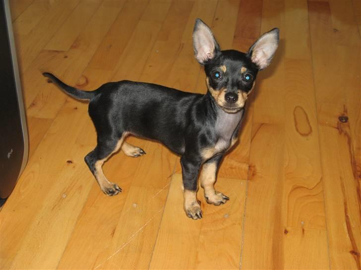 Blanding af racer <3 Diva <3 billede 10