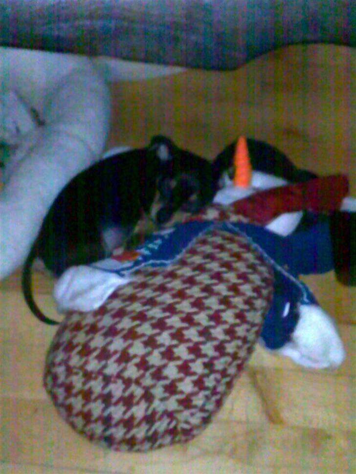 Blanding af racer <3 Diva <3 billede 11