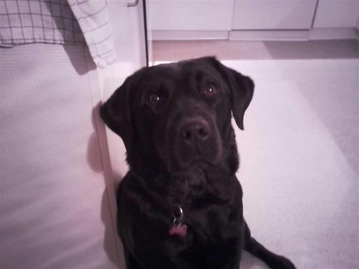 Blanding af racer Fie - Nyt =) billede 5