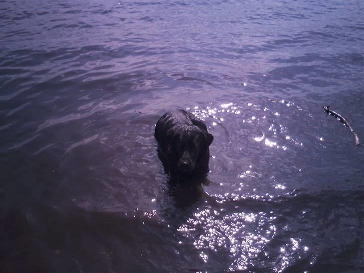 Blanding af racer Fie - Nyt Fie der ligger ned i vandet ;) Elsker hun =) billede 6